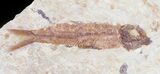 Pair Of Small Knightia Fossil Fish - Wyoming #60794-1